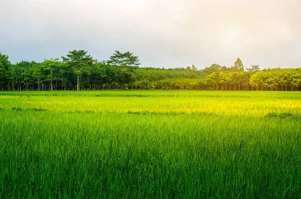 Campo de arroz rural con cielo a la luz del sol —  Fotos de Stock