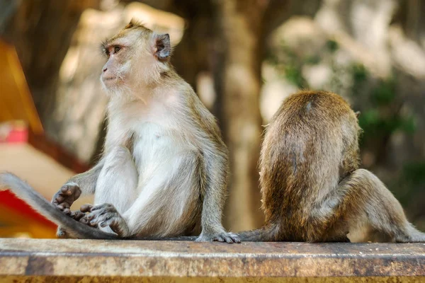 Asie singe faune, Soins et concept familial — Photo
