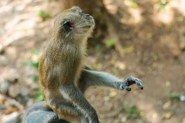 Asia monkey wildlife — Stockfoto