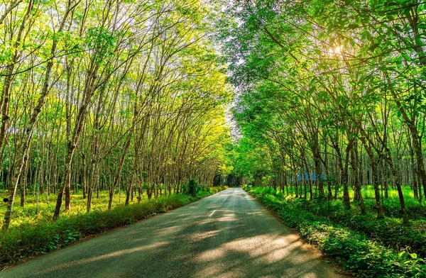 Para rubber tree, latex rubber plantation and tree rubber — Stock Photo, Image