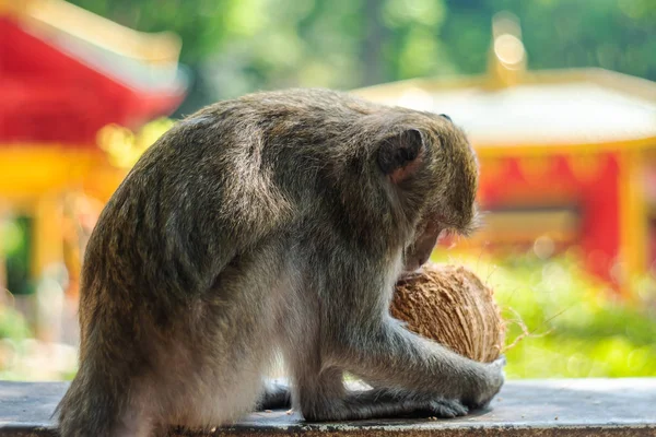 Asia scimmia fauna selvatica — Foto Stock