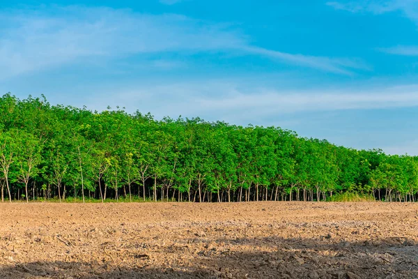 Para árvore de borracha, plantação de borracha de látex e borracha de árvore — Fotografia de Stock