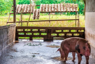Bir çiftlikte damızlık kırmızı domuzlar