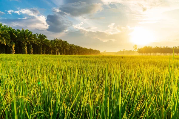 Reisfeld mit Sonnenaufgang oder Sonnenuntergang im moning light — Stockfoto