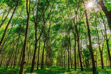Güney Tayland Lateks kauçuk plantasyon veya para kauçuk ağacı