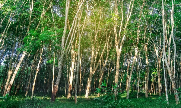 Каучуковое дерево, Латексная каучуковая плантация — стоковое фото