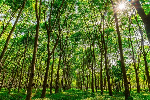 Plantação de borracha de látex ou para seringueira no sul da Tailândia — Fotografia de Stock