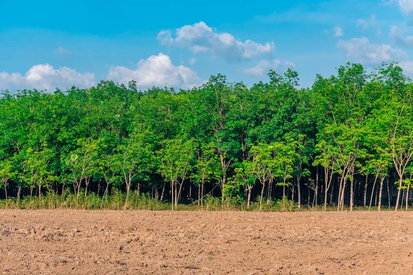 Parakautschukbaum, Latexkautschukplantage und Baumkautschuk — Stockfoto
