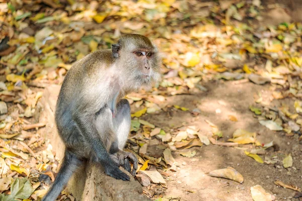 Asia monkey wildlife — Stockfoto