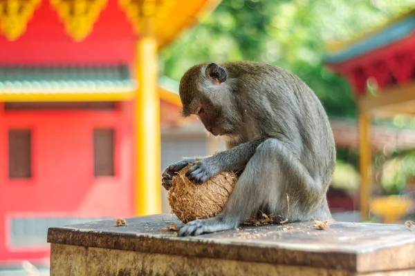 Asia scimmia fauna selvatica — Foto Stock