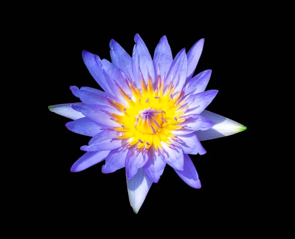 Голубая лилия или цветок лотоса в бассейне очень свежий — стоковое фото
