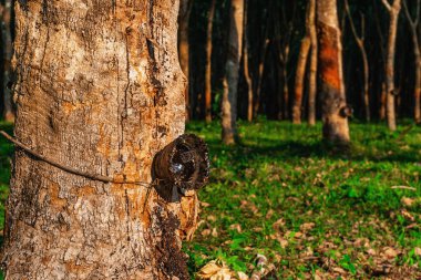 Güney Tayland kauçuk ağaç ekimi veya ağaç kauçuk