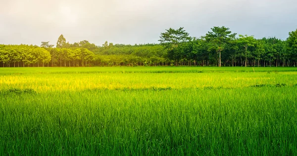 Alacakaranlık gökyüzü renkli pirinç alan kırsal Panorama — Stok fotoğraf