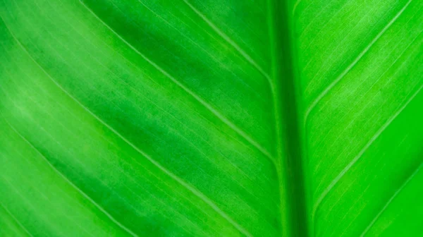 Feuille verte avec bulle sur les feuilles — Photo