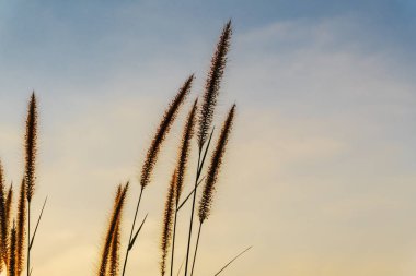 Gökyüzü günbatımı rengi ile çim çiçek