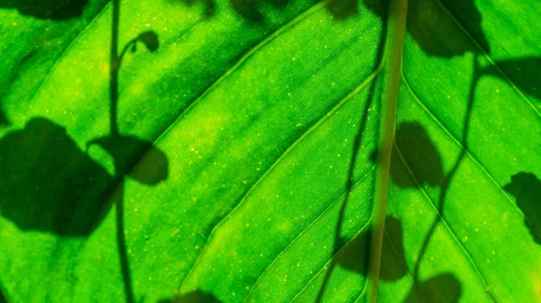 Groen blad met schaduw laat wazig — Stockfoto
