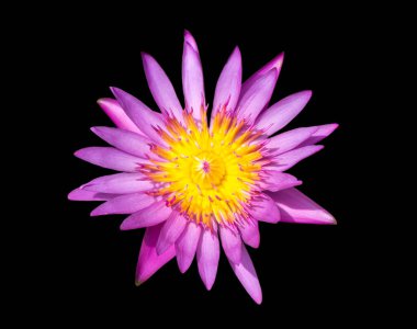 Çok taze havzasında mor zambak su veya Lotus çiçeği