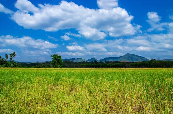 Champ de riz rural avec ciel nuageux en plein jour — Photo