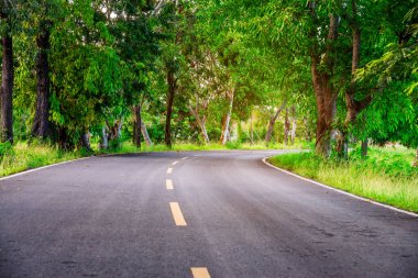 Güneş ışığında ağaç doğası ile Yol
