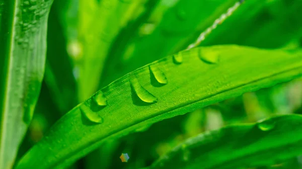 Folha verde com gota de bolha nas folhas — Fotografia de Stock