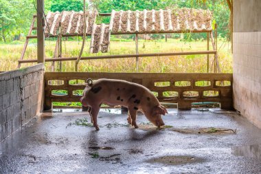Bir çiftlikte damızlık kırmızı domuzlar