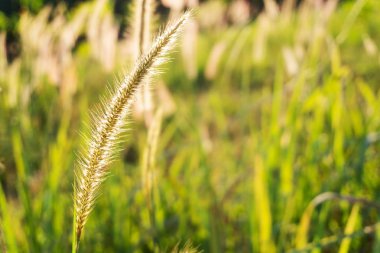 Güneş ışığında doğaçim çiçek