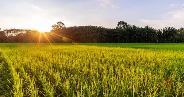 Campo de arroz panorámico con amanecer o atardecer y destello de rayo de sol —  Fotos de Stock