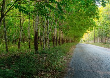 Para kauçuk ağacı, lateks kauçuk ekimi ve ağaç lastik