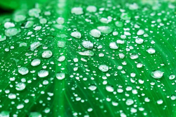 Folha verde com gota de bolha nas folhas — Fotografia de Stock