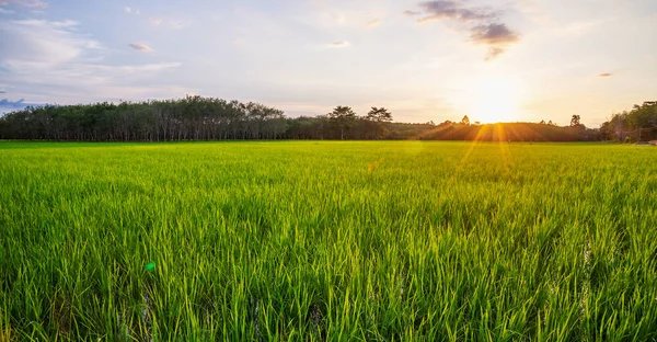 稻田全景与日出或日落和阳光耀斑 — 图库照片