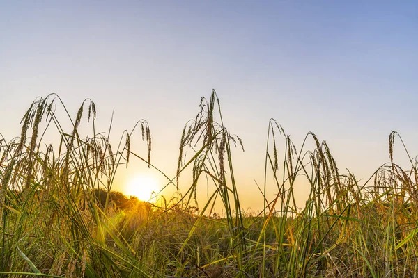 清晨有日出或日落的稻田 — 图库照片
