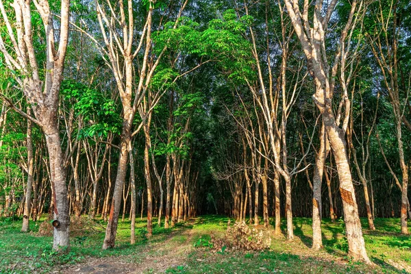 Perkebunan karet pohon atau karet pohon lateks di Thailand selatan — Stok Foto