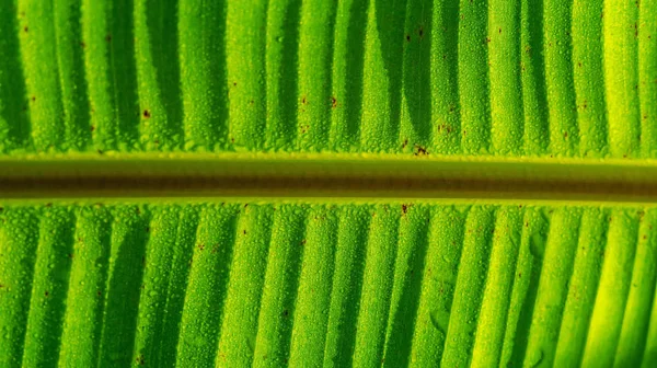 Banana de folha verde com gota de bolha em folhas e sombra — Fotografia de Stock