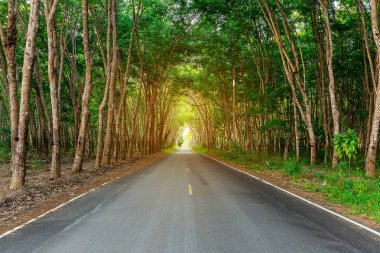 Para kauçuk ağacı, lateks kauçuk ekimi ve ağaç lastik