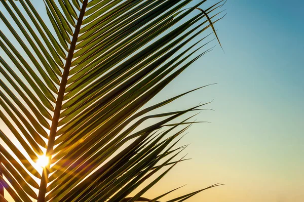 Coconut palm tree leaves with sky colorful