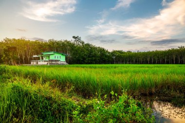 Alacakaranlıkta yeşil ev ile Pirinç alan kırsal