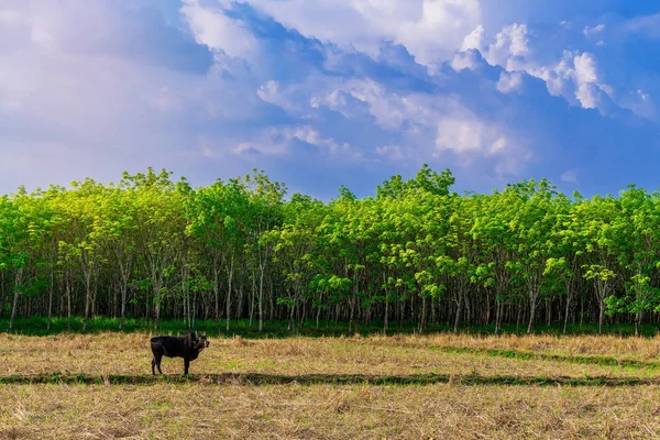 Parakautschukbaum, Latexkautschukplantage und Baumkautschuk — Stockfoto