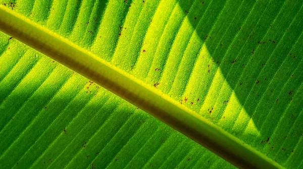 Banana de folha verde com gota de bolha em folhas e sombra — Fotografia de Stock