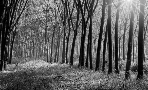 Para rubber tree, latex rubber plantation, Black and white and m — Stock Photo, Image