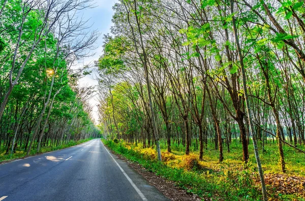 Para árbol de caucho, plantación de caucho de látex y caucho de árbol — Foto de Stock