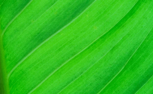 Feuille verte avec bulle sur les feuilles — Photo