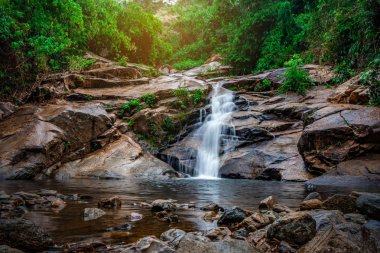 Yeşil ağaç doğası ile ormana su düşüyor
