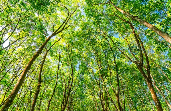 Latex rubber plantation or para rubber tree in southern Thailand — Stock Photo, Image