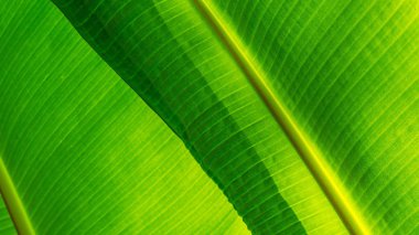 Gölgesi bulanık yeşil yaprak muz dokusu