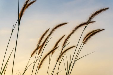 Gökyüzü günbatımı rengi ile çim çiçek