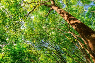 Güney Tayland Plantasyon ağacı kauçuk veya lateks ağaç kauçuk