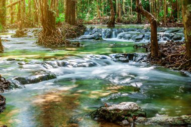 Nehir taşı ve ağaç renkli, Ormanda su nehir ağacı görünümü