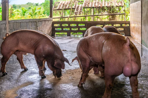 Züchter roter Schweine auf einem Bauernhof — Stockfoto