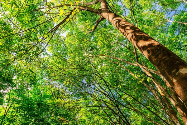 Caucho de árbol de plantación o caucho de árbol de látex en el sur de Tailandia —  Fotos de Stock