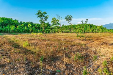 Para kauçuk ağacı, lateks kauçuk ekimi ve ağaç lastik